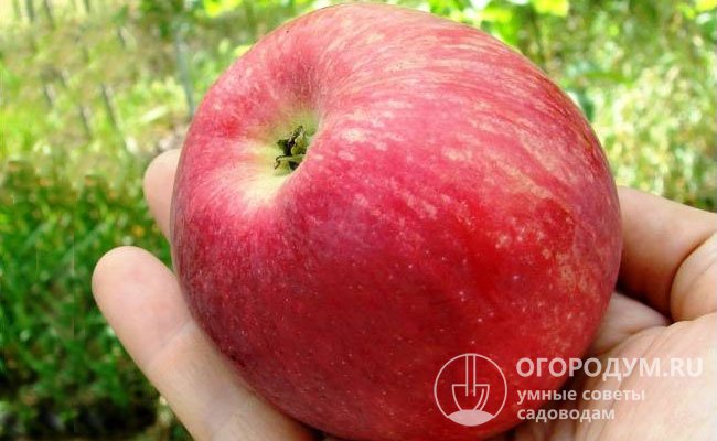 При полном созревании яблоки, покрытые равномерным ярко-красным румянцем, плохо удерживаются на дереве